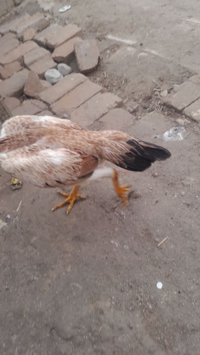 Dakan tovuq sotiladi