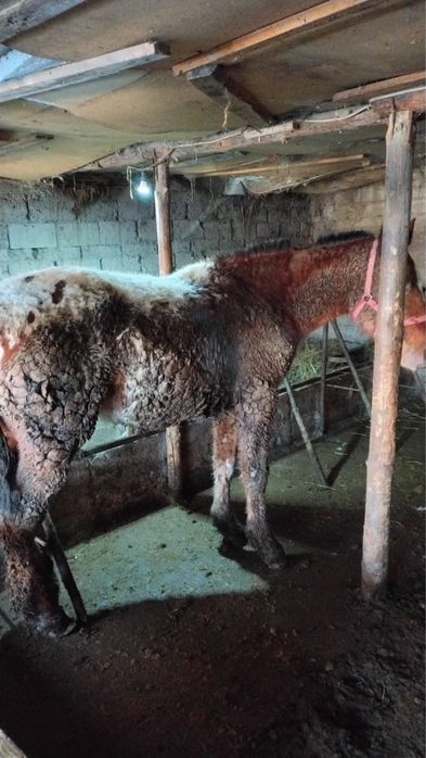 Продам жеребчика в августе будет полных 2 года