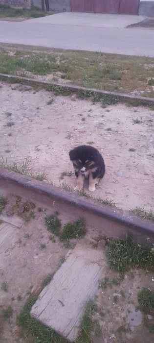 Отдадим Щенят В добрые руки