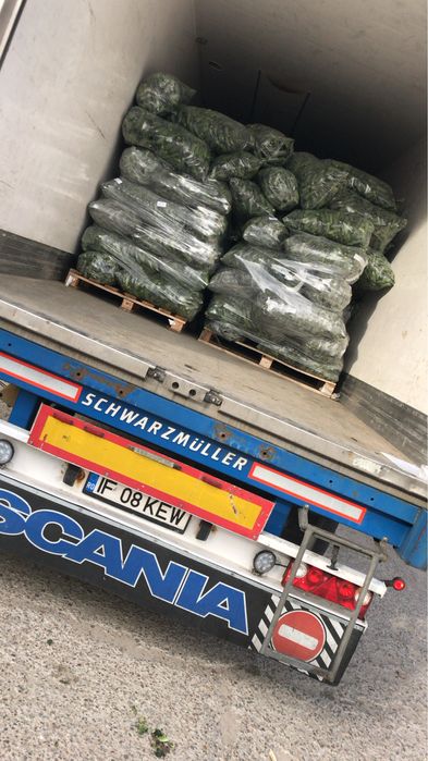 Castraveti , Cucumbers , ogórki, огірки