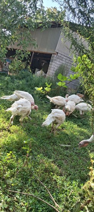 Big 6 kurkalari bor sotiladgon kere bosa tel qilylar kilosi 10 kilo