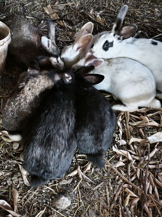 Quyonlar katta kichiklari bor