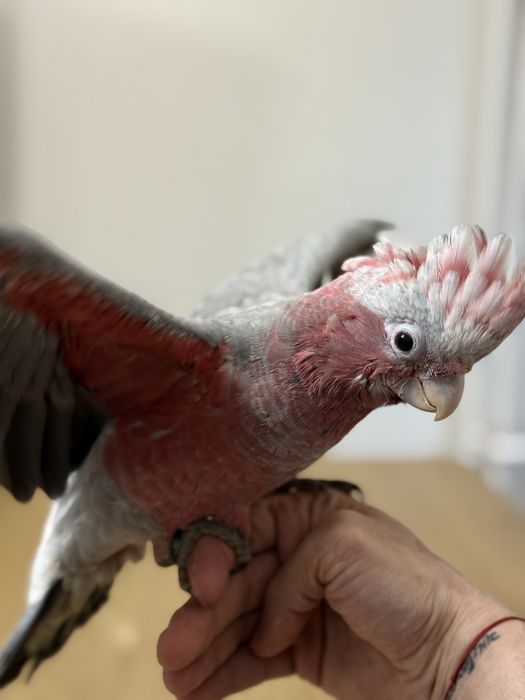 Ръчно хранено Розово Какаду