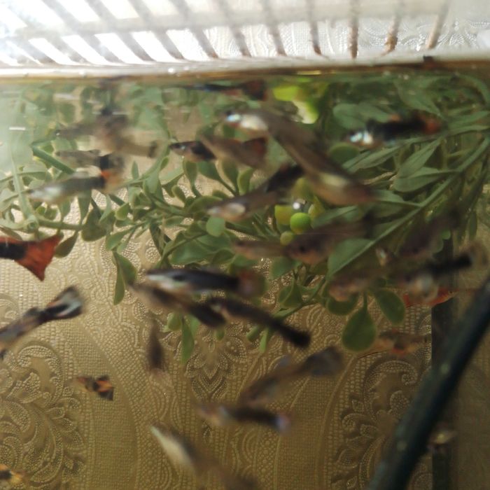 Продам рыбок гупий молодь