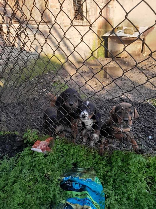 Ловно куче - българско гонче