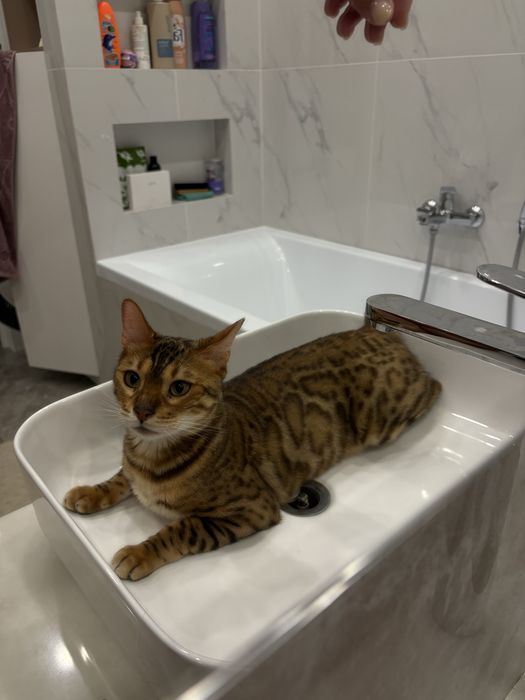 Продам бенгальского кота