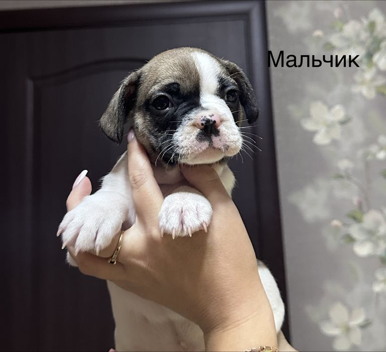 Щенки французкий бульдог