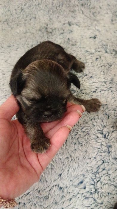 Щеночек чихуахуа