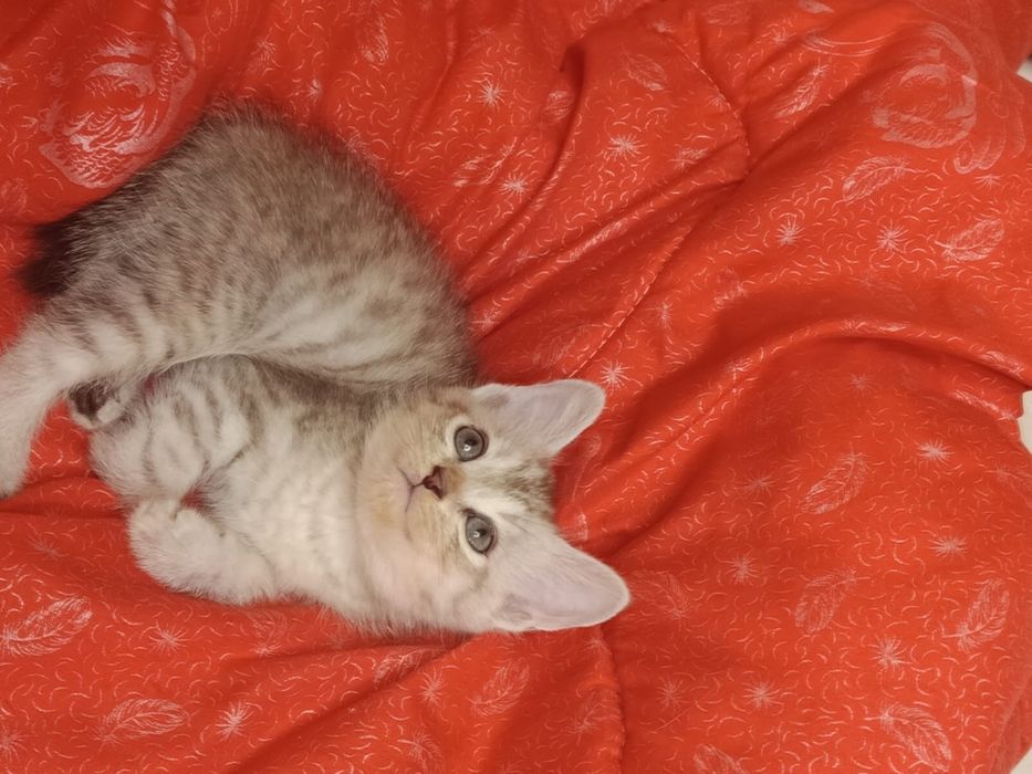 Отдам британцев котят