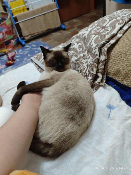 Отдам кошек в добрые руки.