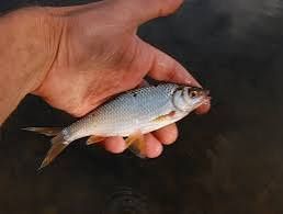 Продам живцов чебака Астана