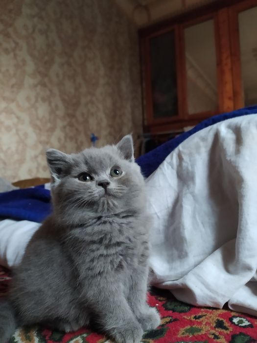 Британиский страйт три