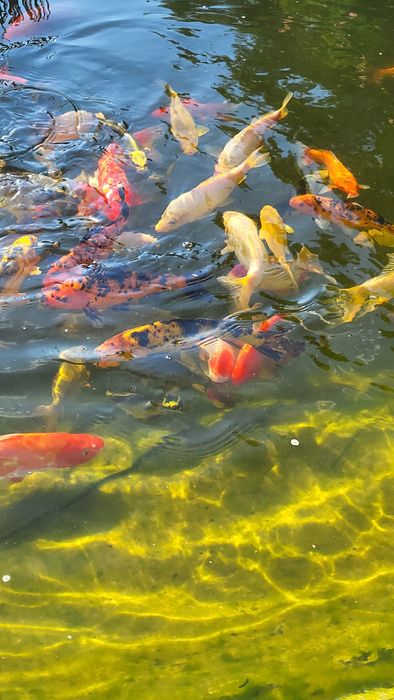 Crap koi carasi colorați pești iaz pești ornamentali