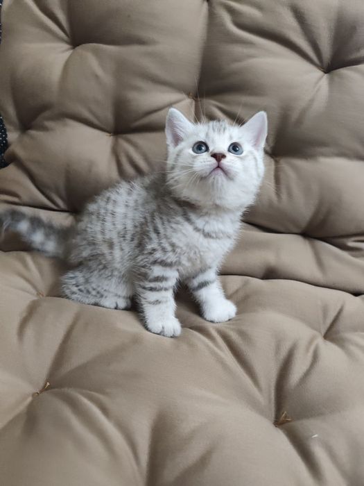 Британские котята