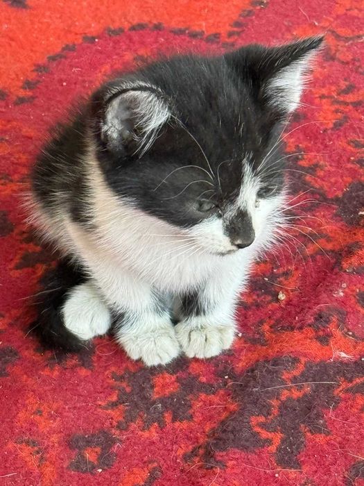 Котенок трехцветная с белыми лапками, 3.5 мес., котята разные...
