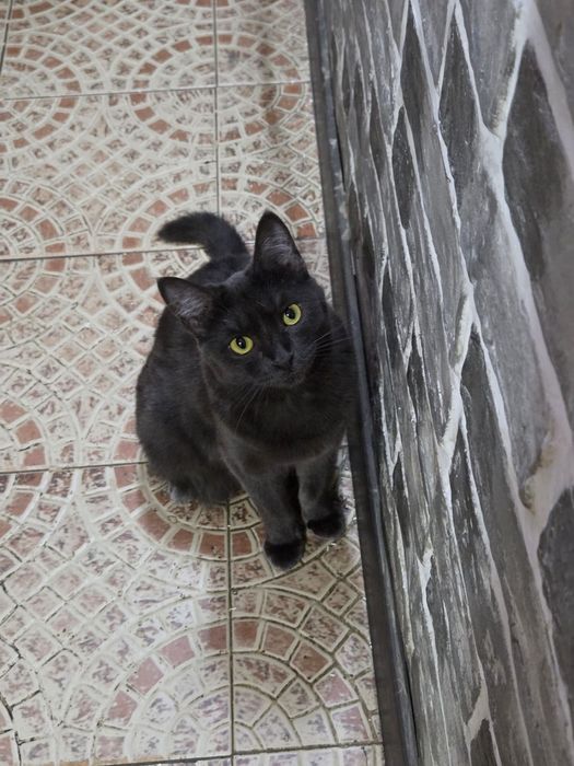 Молоденькая кошечка в добрые руки