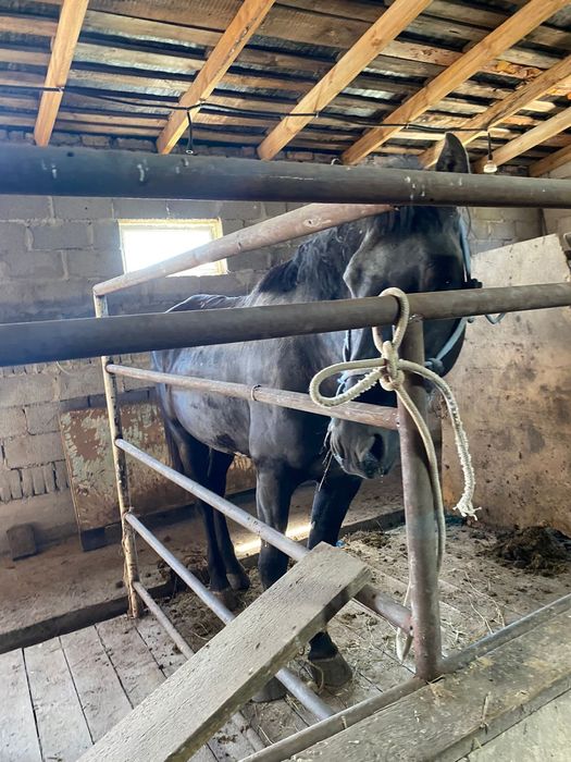 Прдаю жеребцов(находимся в Үштөбе)