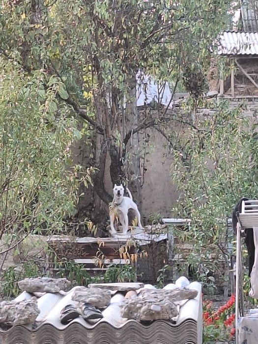 Argentina dogosi