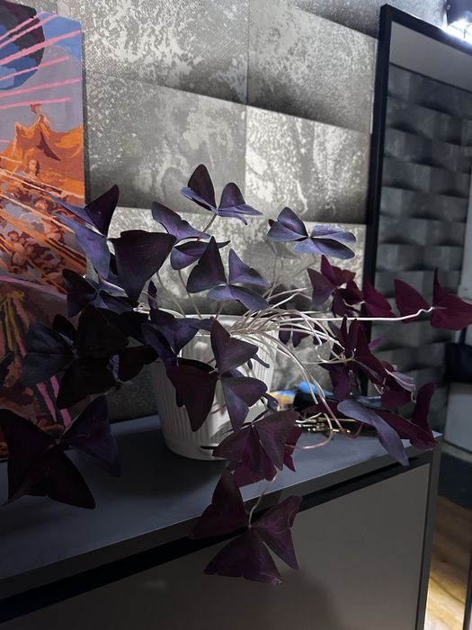 Цветы комнатные в идеале