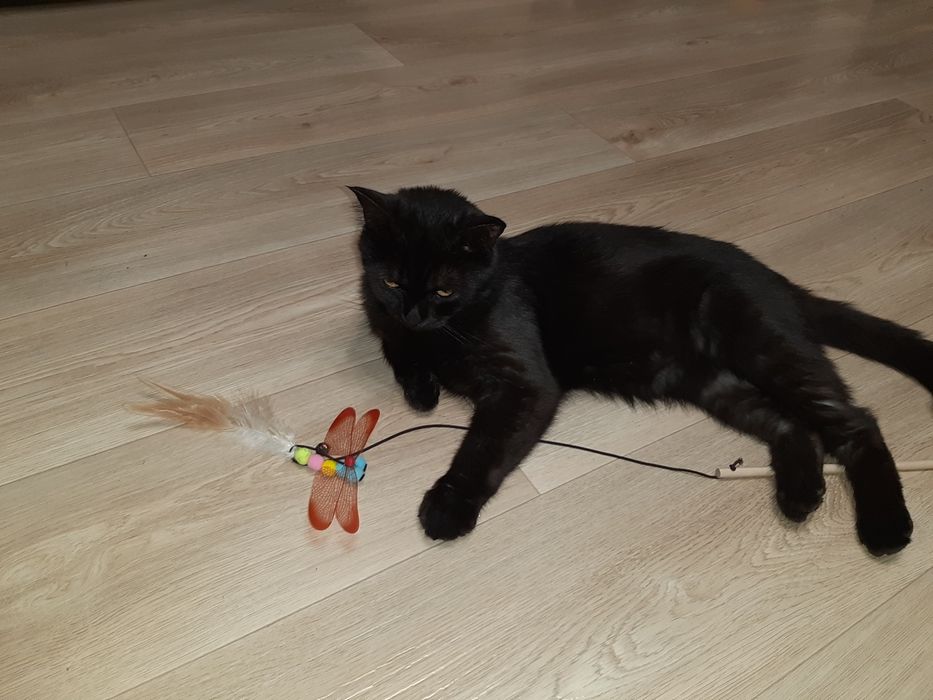 Пропал кот , помогите!