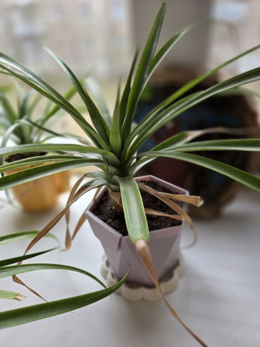 Продаётся цветок ананас