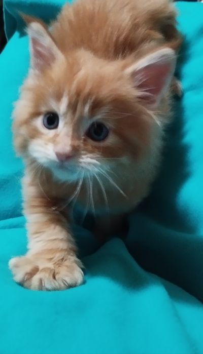 Котята Мейн-куны