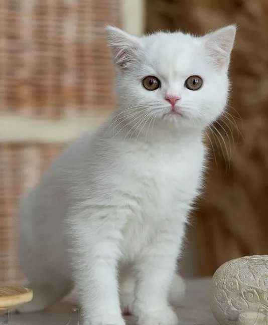 Британски Късокосмести котета - лицензиран развъдник