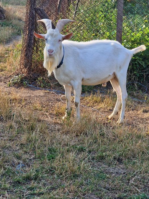 Țap saanen de prăsilă