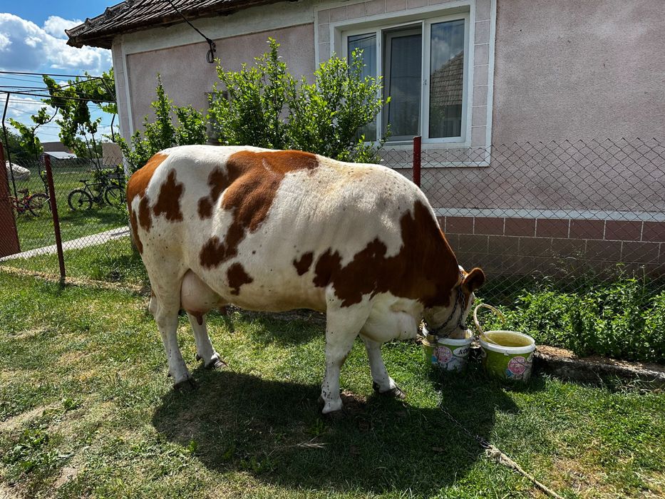 Vițeauă de vânzare bălțată românească