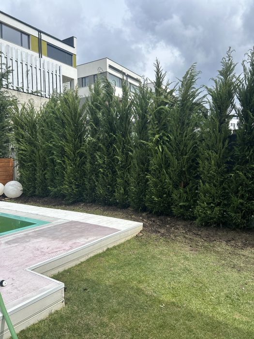Leylandii de vânzare – ideal pentru gard viu.