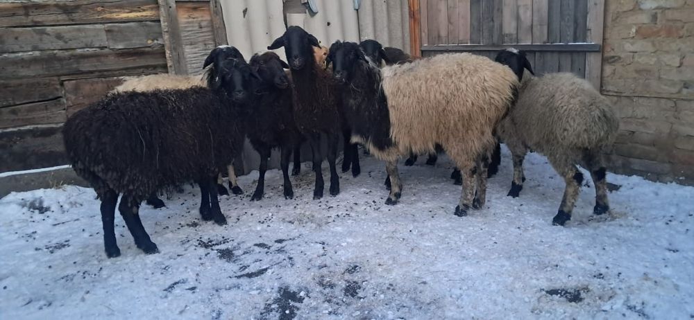 Қойлар сатылады, семіз