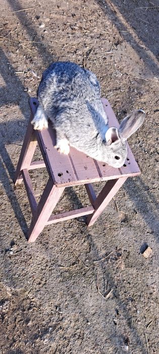 Vând iepuri de casă