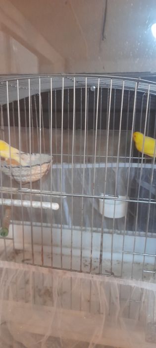 Продам канареек парные.