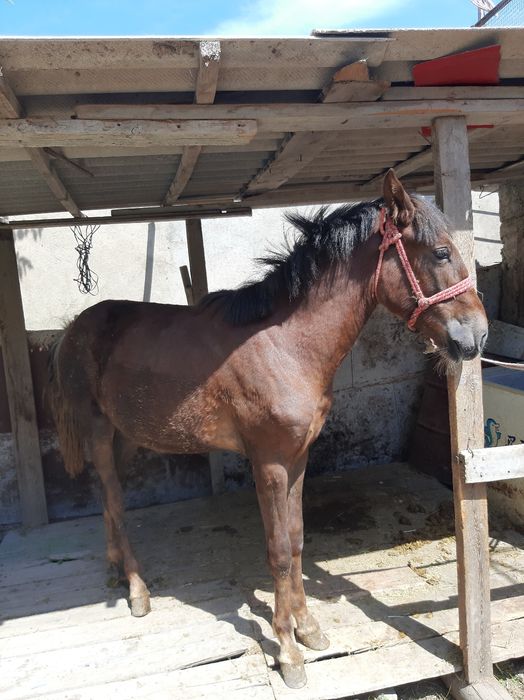 Жабағлы    сатылады