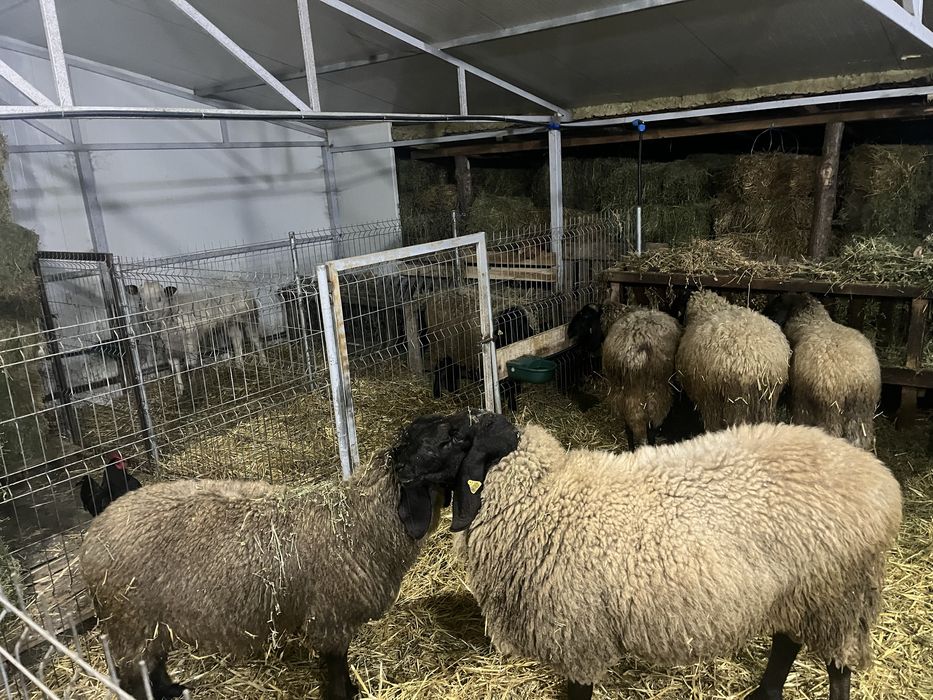 Vand Berbecuți Țigaie Serbeasca origine