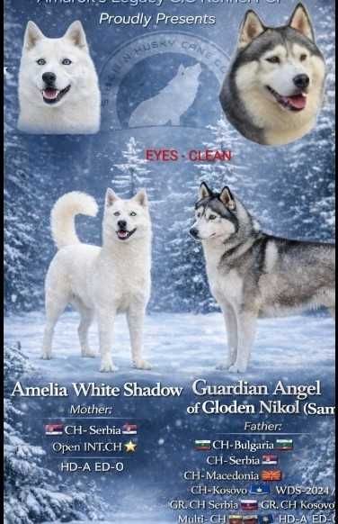 БЕБЕТА Сибирско хъски