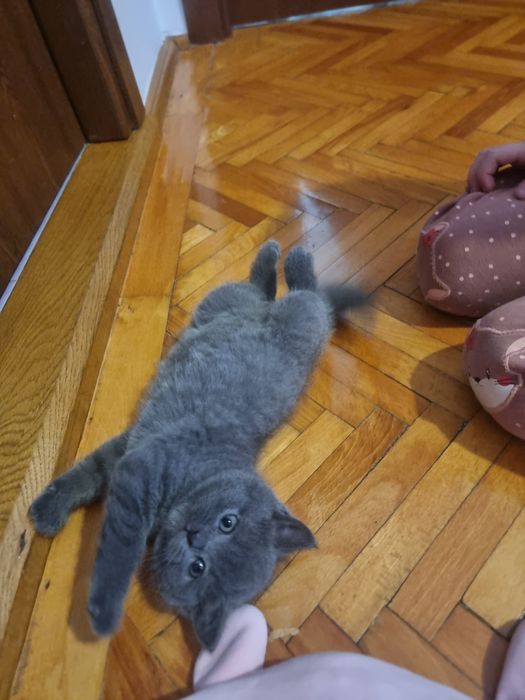 Puiut british shorthair