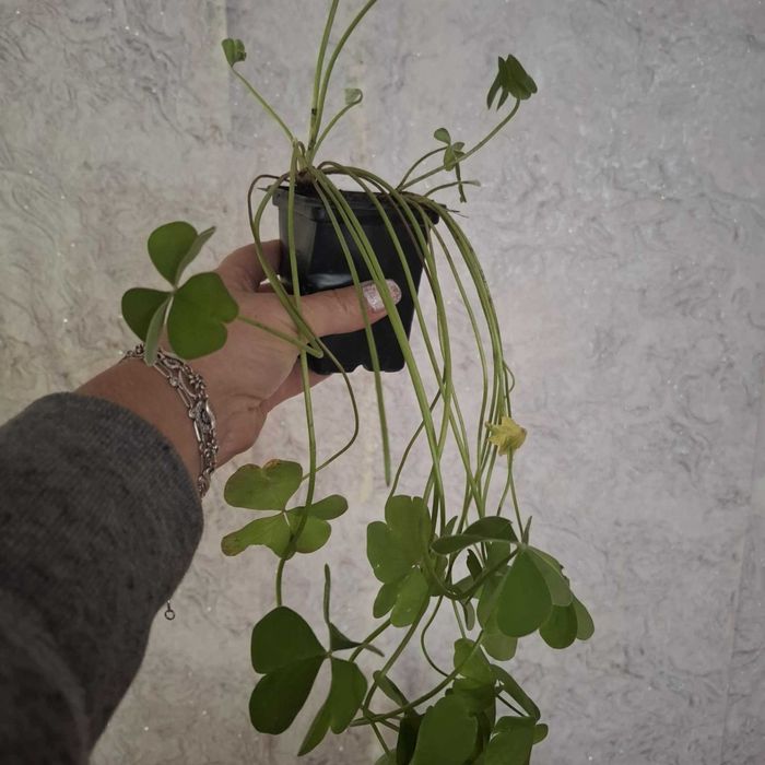 Детелина бяла и розова