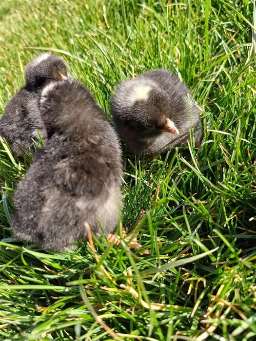 Pui Plymouth rock barat