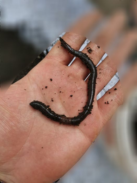 Momeală vie pentru pescuit–Râme roșii,Canadiene/Tulcea Negre,Lipitori