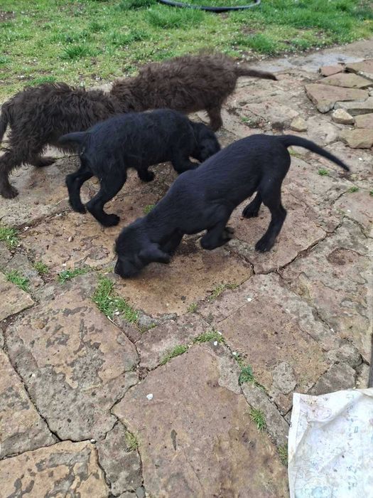 Кучета за трюфели