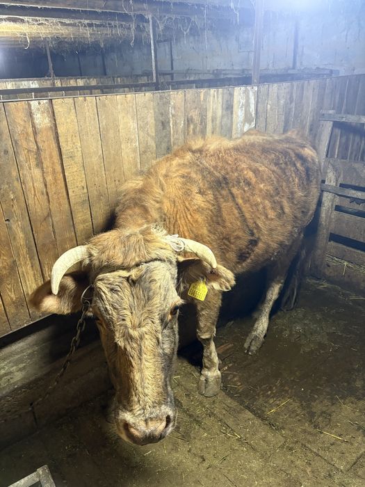 Семіз сиыр сатылады