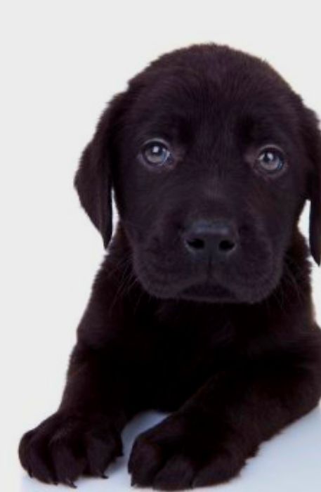 Продам щенков лабладора