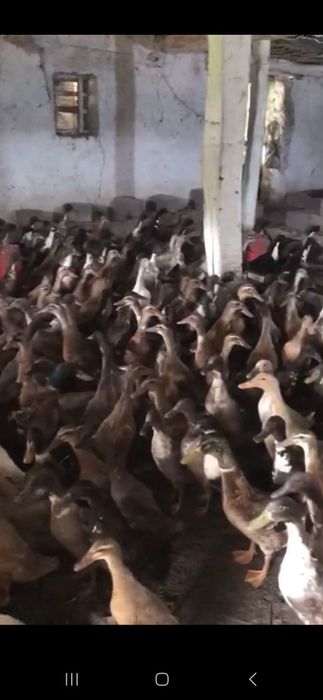 Indiski begunok sotiladi