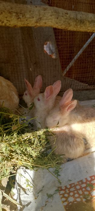 Кролик куён болалари