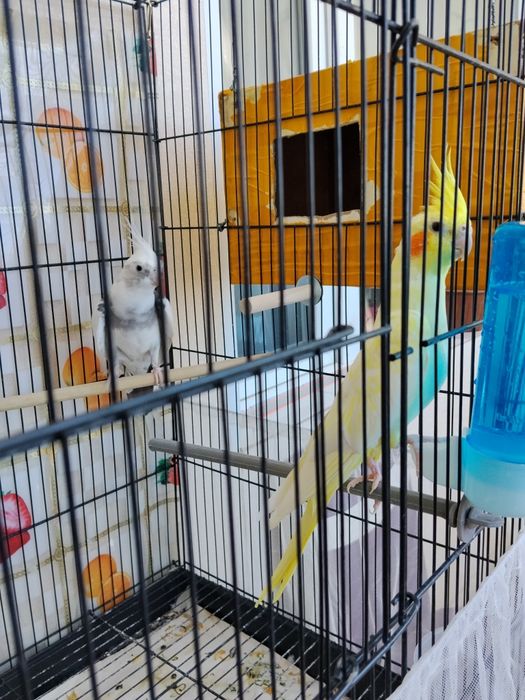 Продам пару попугайев кореллу!