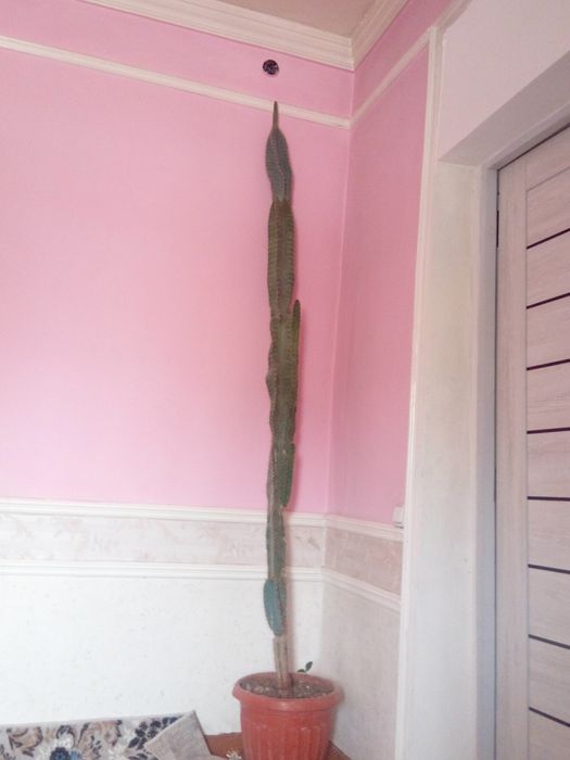 Kaktus  10 yillik  tarixga ega