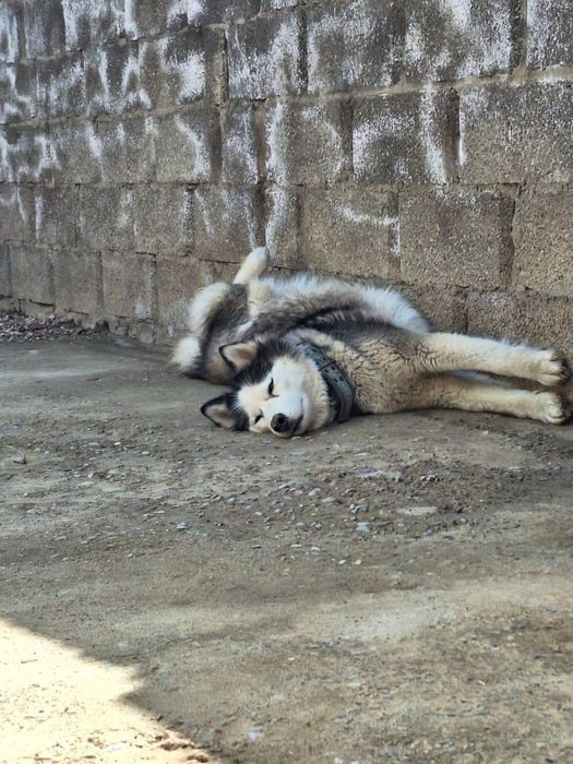 Продам хаски ДЕВОЧКА!