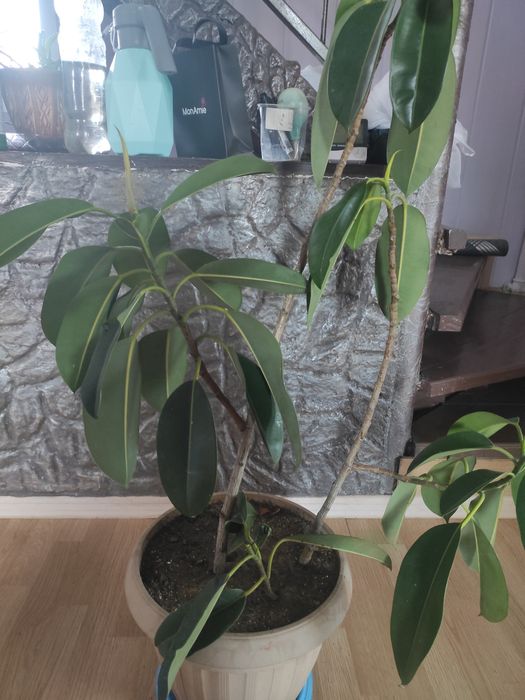 Комнатные растения