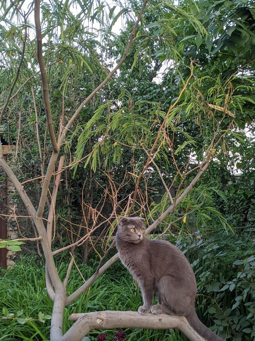 Продаются котята